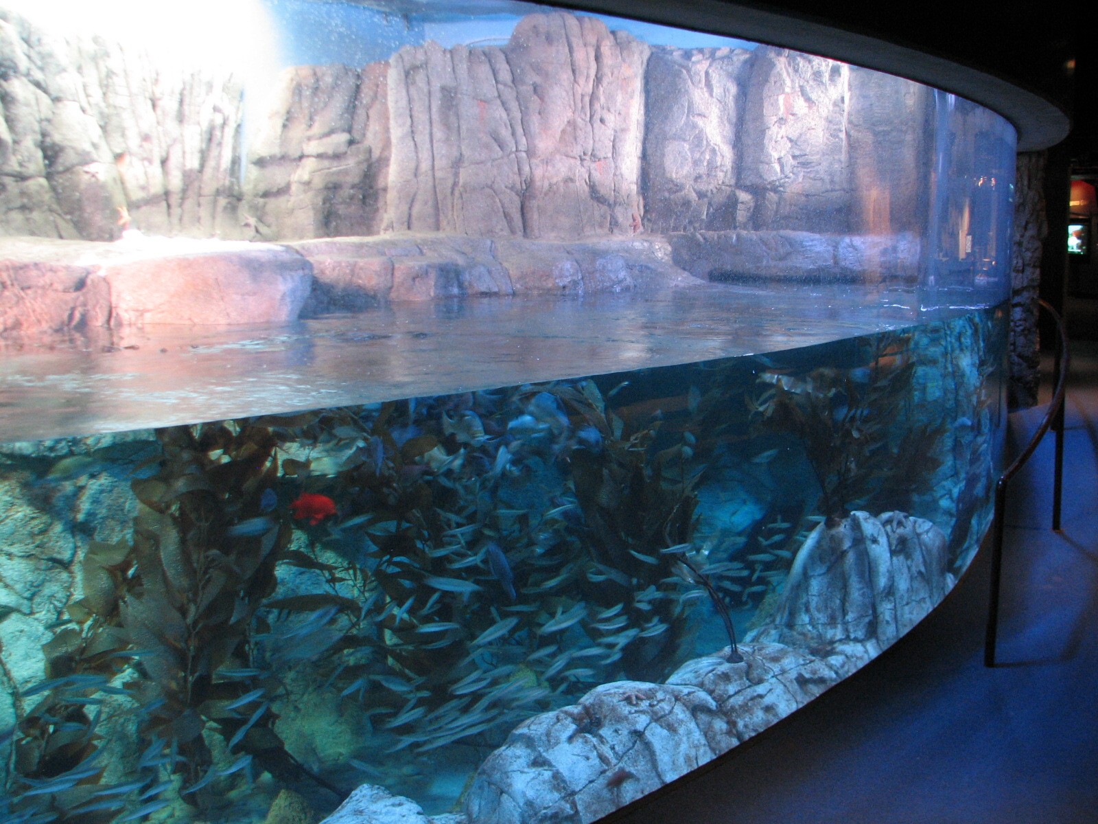 Northern Pacific Gallery - Sea Otter Exhibit