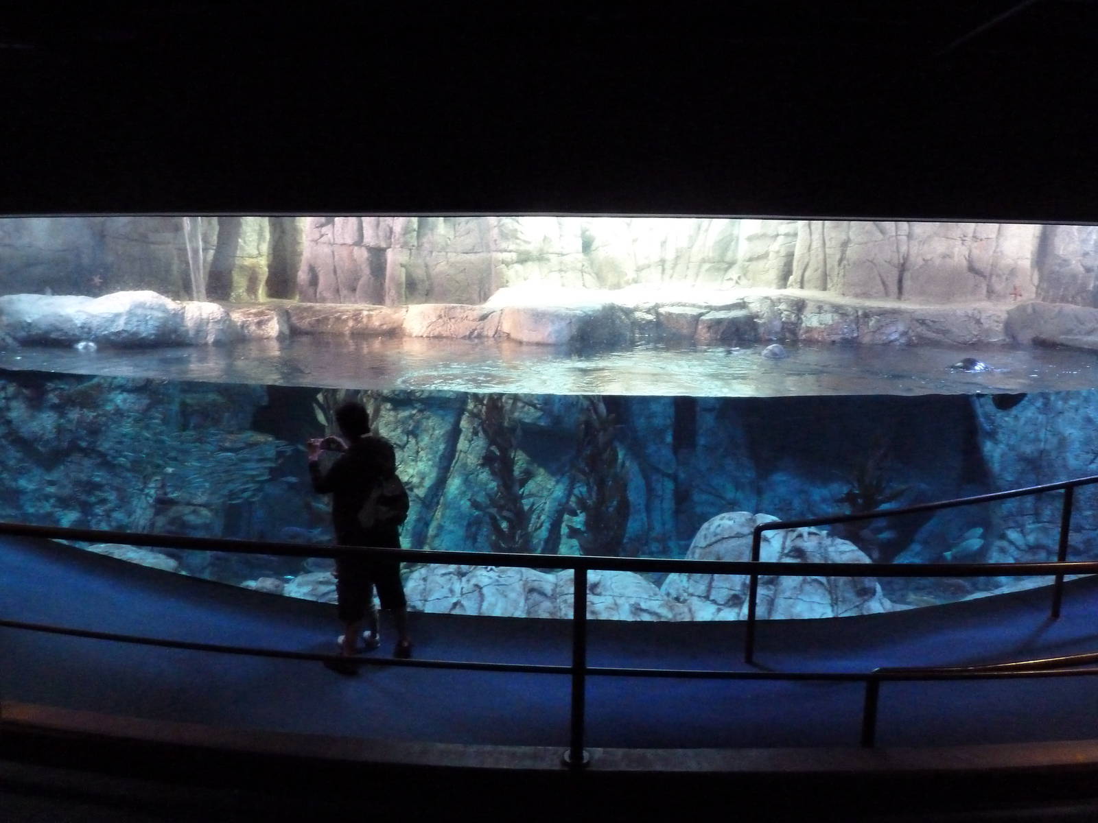 Northern Pacific Gallery - Sea Otter Exhibit