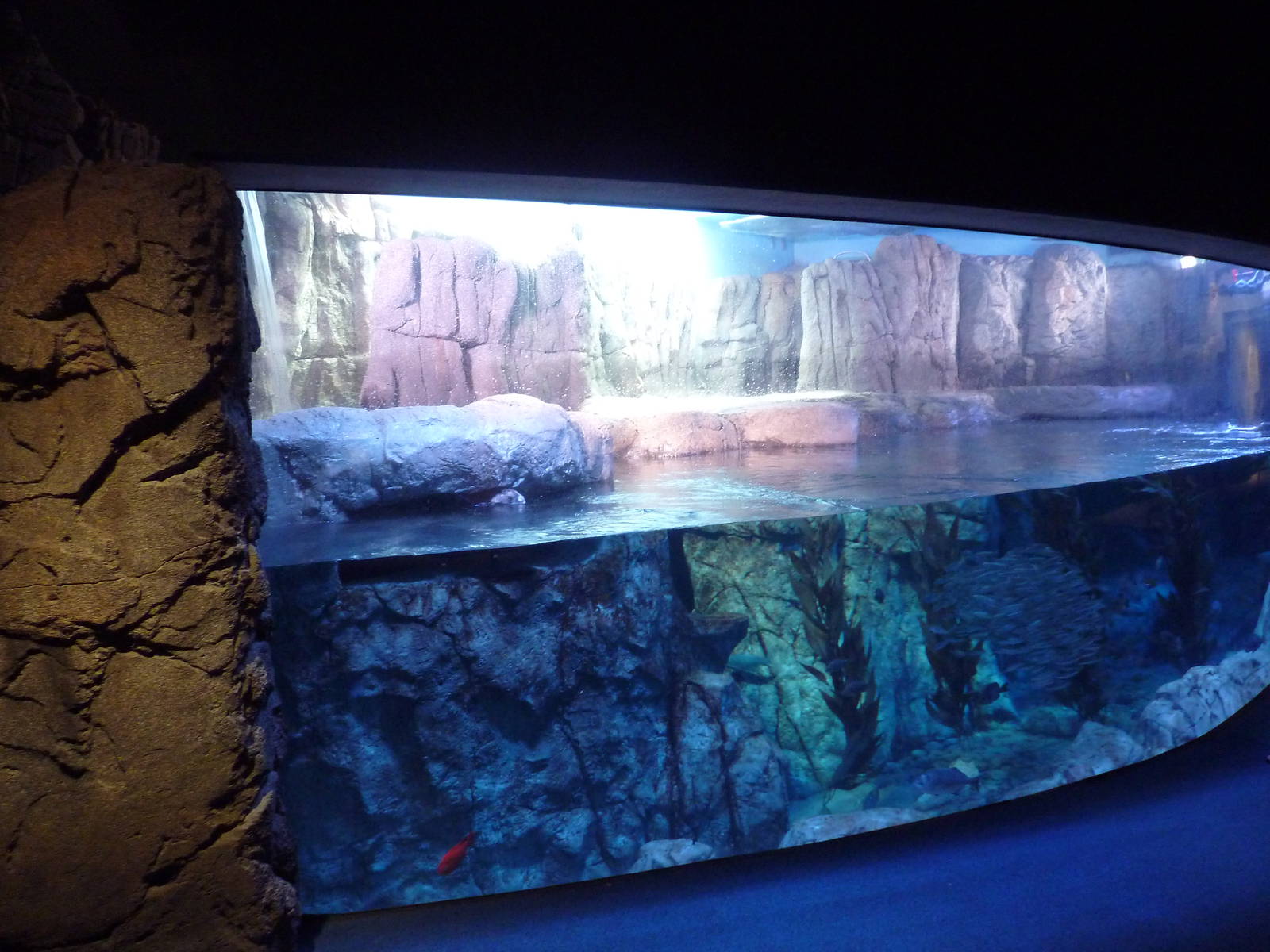 Northern Pacific Gallery - Sea Otter Exhibit