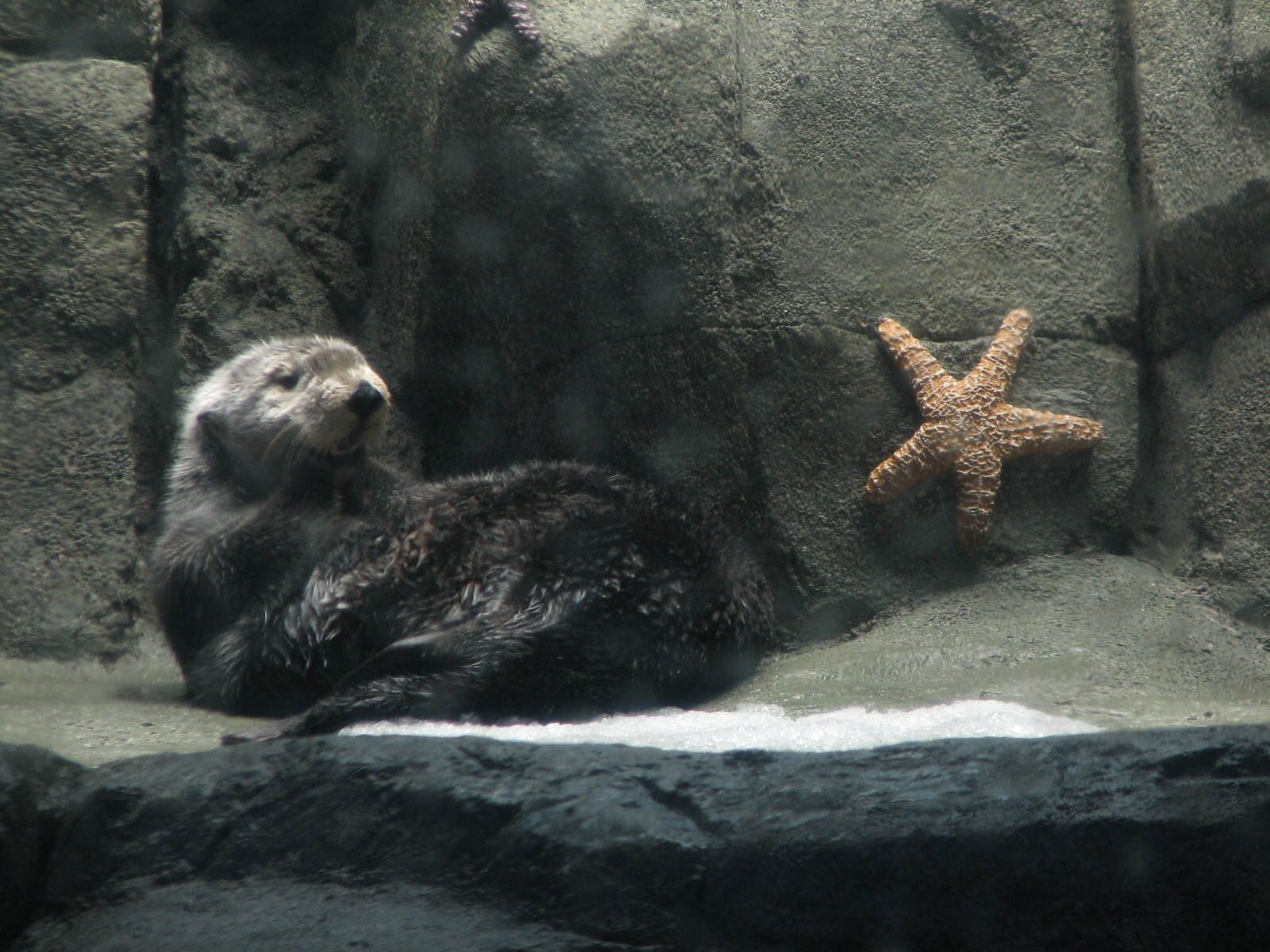 Northern Pacific Gallery - Sea Otter