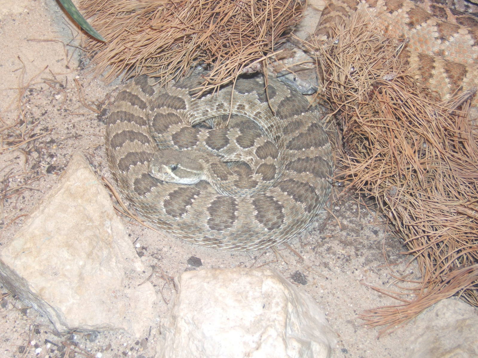 Northern Pacific Rattlesnake (Crotalus oreganus)