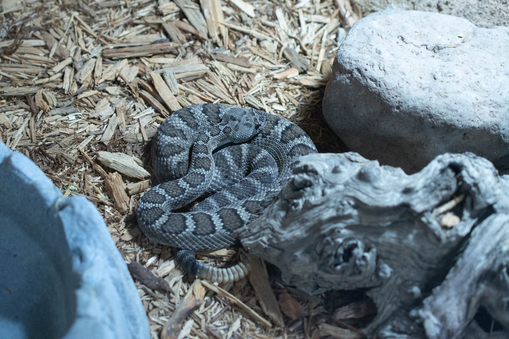 Northern Pacific Rattlesnake- Crotalus viridis oreganus