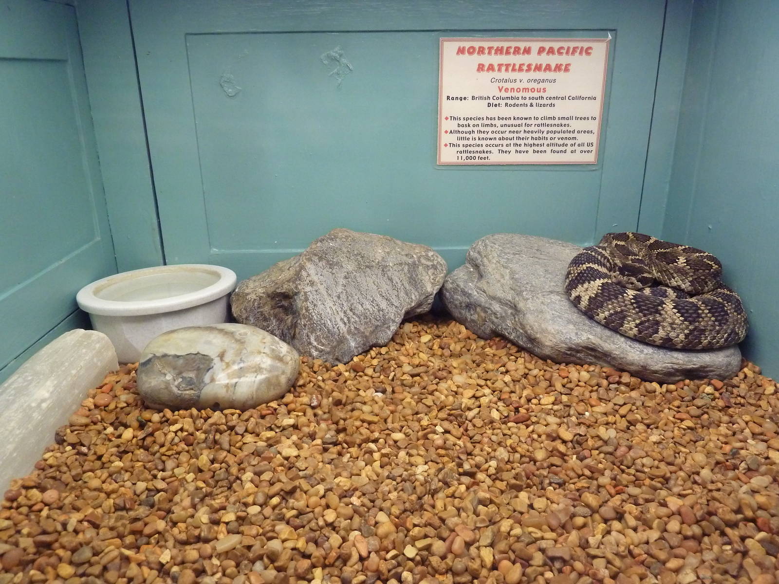 Northern Pacific Rattlesnake Exhibit