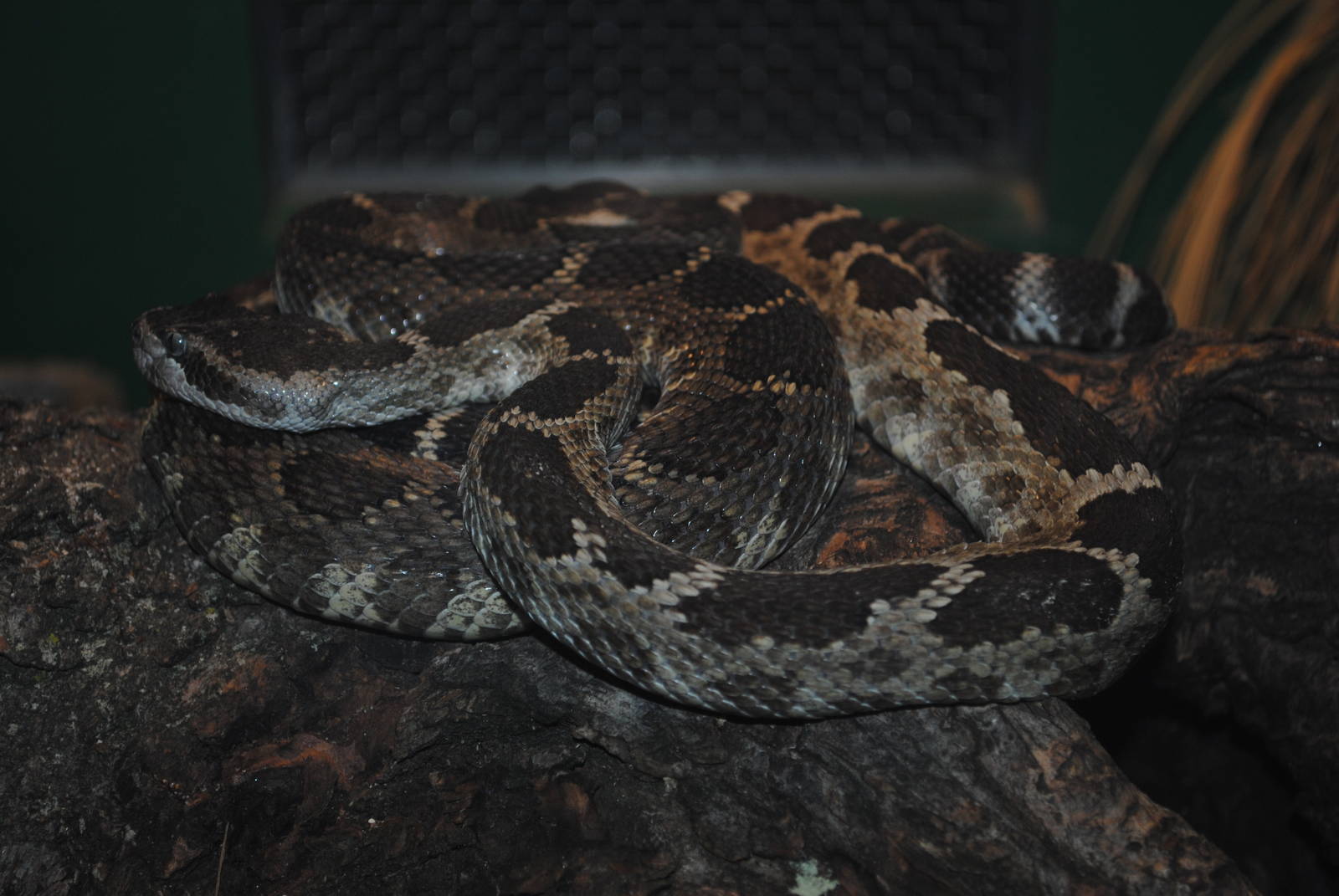 Northern Pacific Rattlesnake