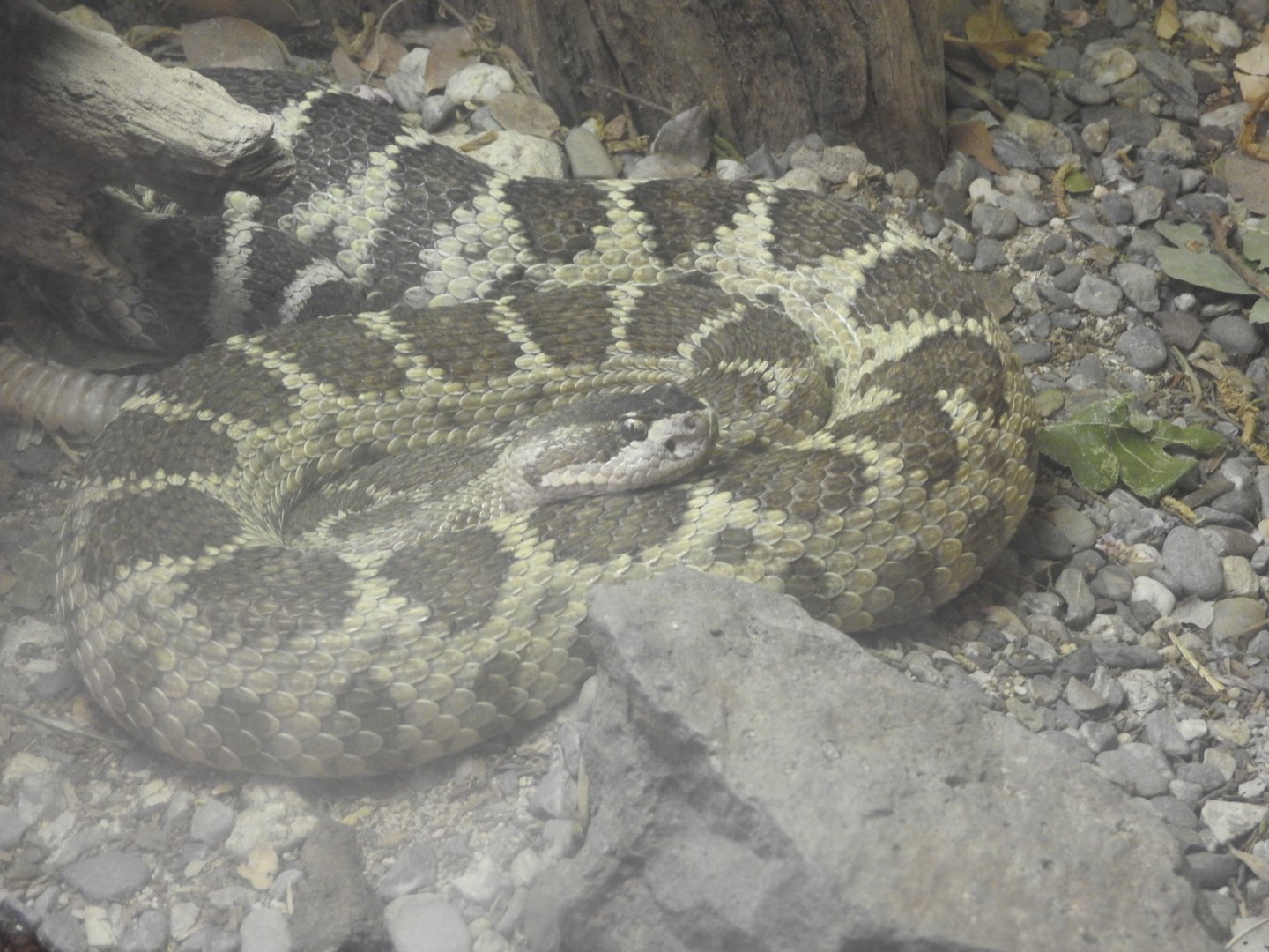 Northern Pacific Rattlesnake