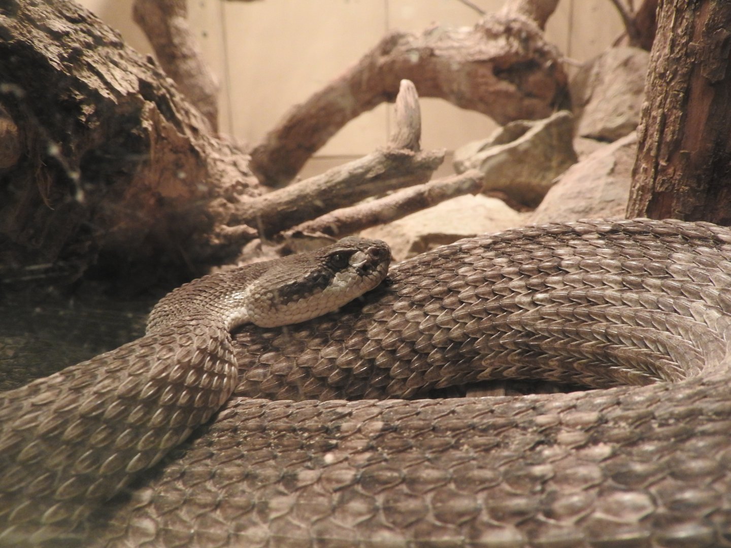 Northern Pacific Rattlesnake