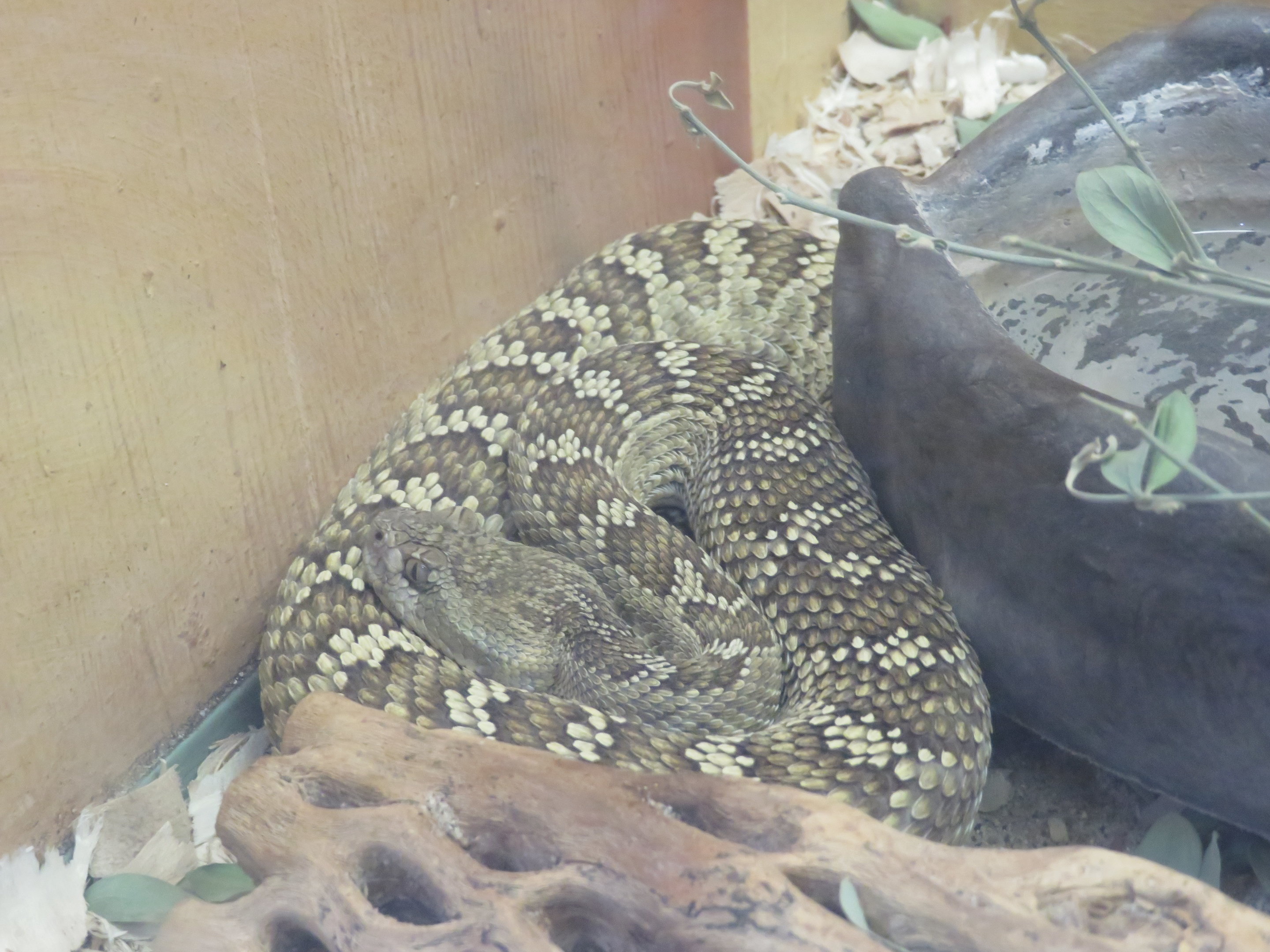 Northern Pacific Rattlesnake