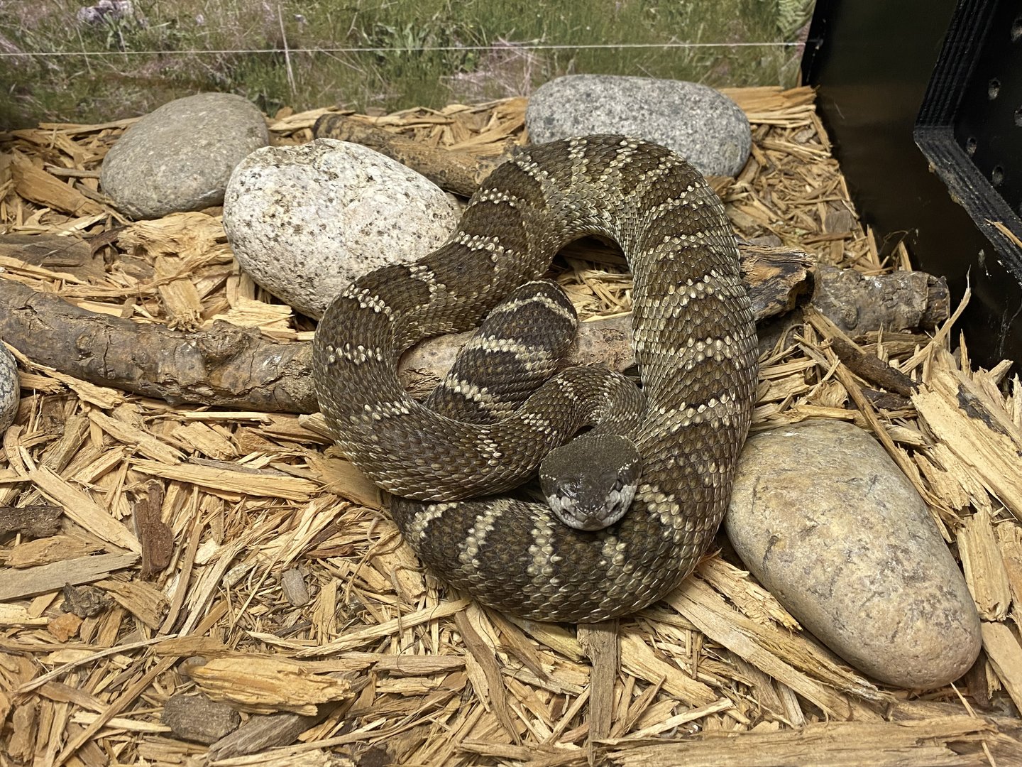 Northern Pacific Rattlesnake
