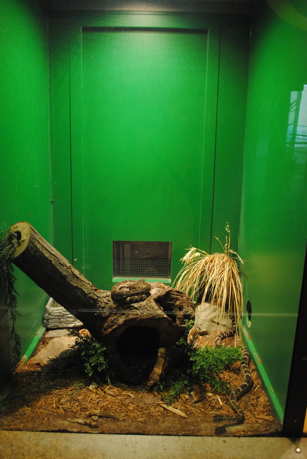 Northern Pacific Rattlesnakes exhibit