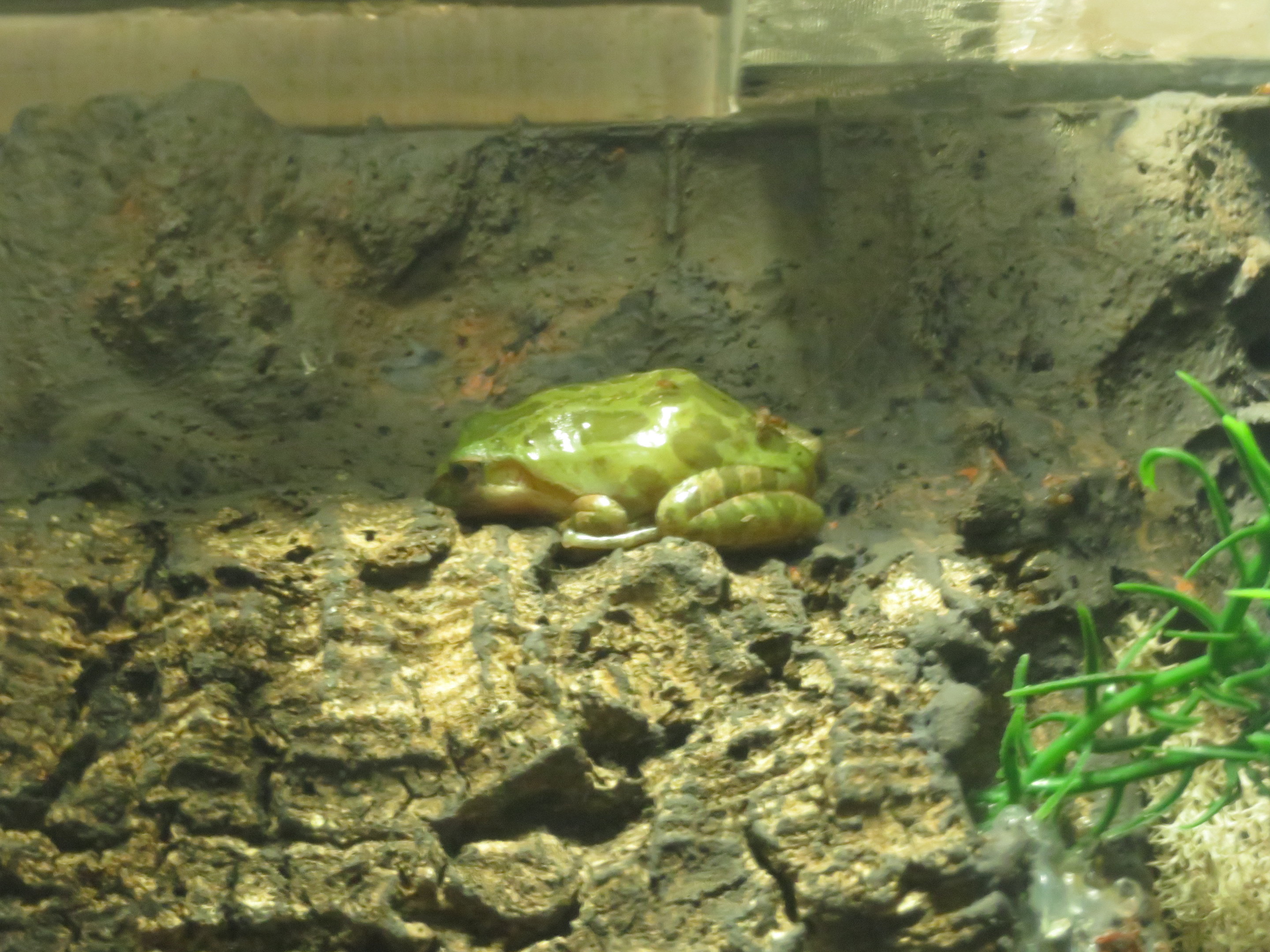 Northern Pacific Tree Frog