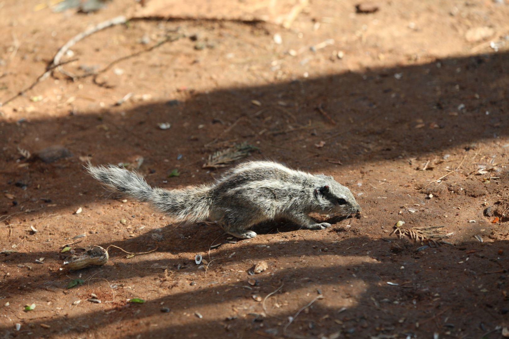 northern palm squirrel (Funambulus pennantii)