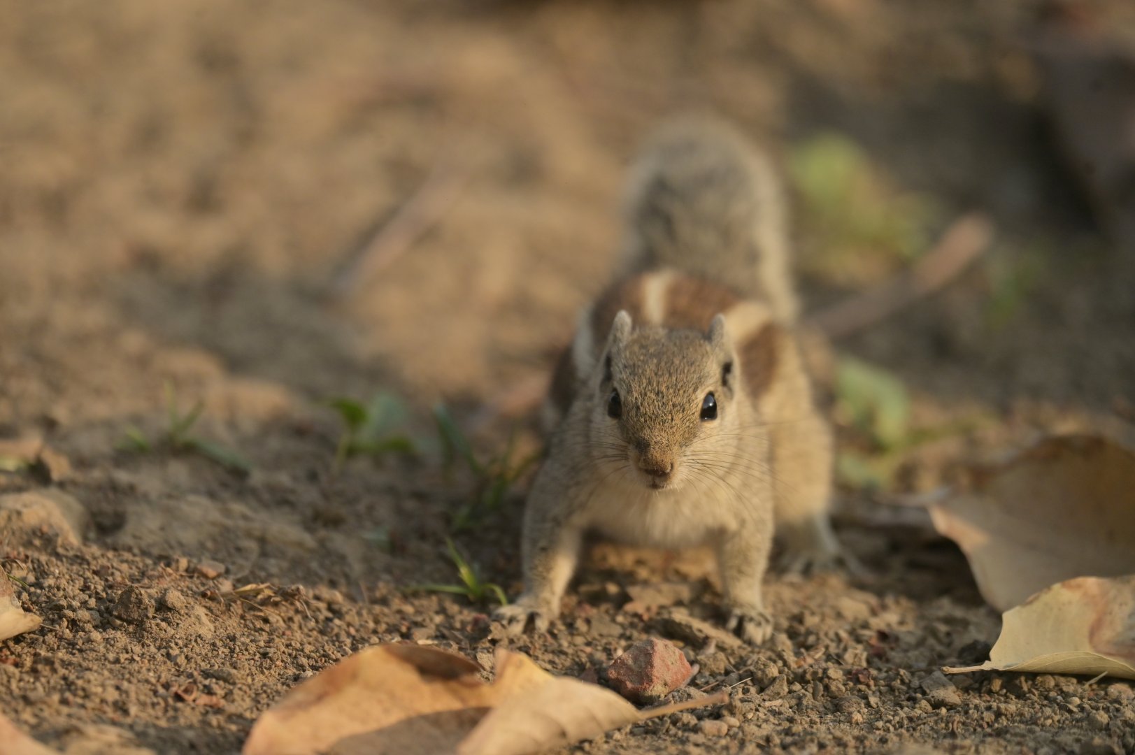 Northern palm squirrel (Funambulus pennantii)