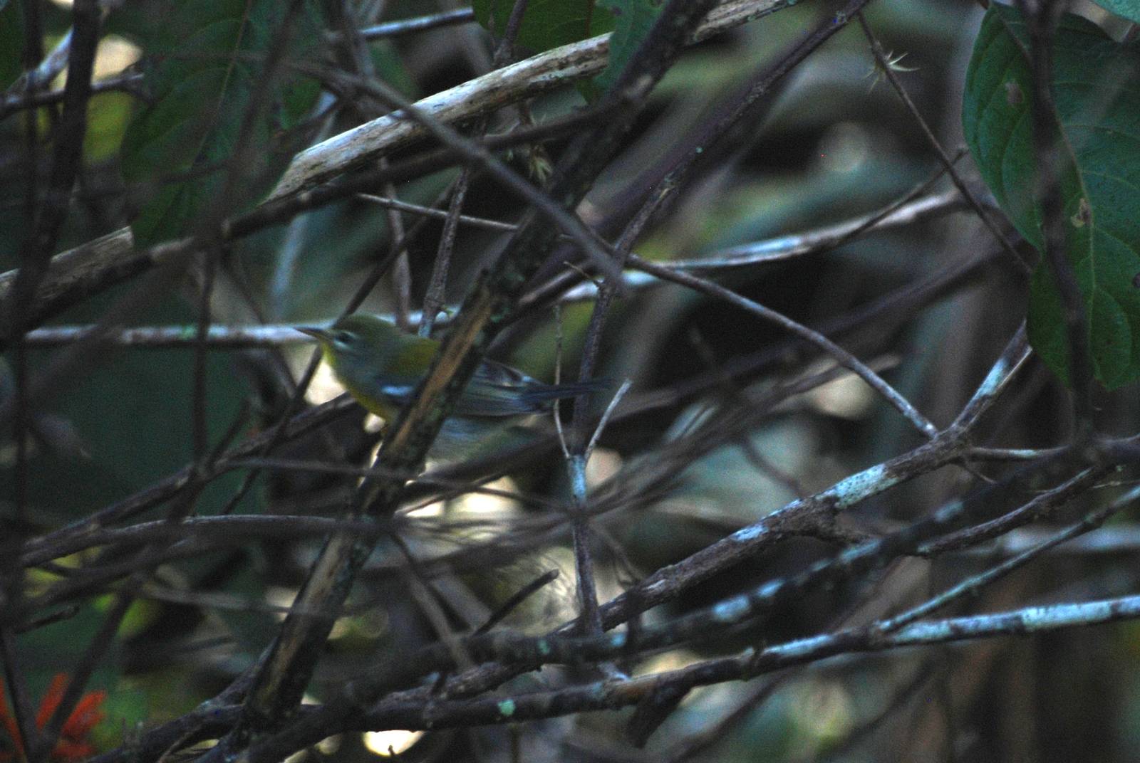 Northern Parula, Western Everglades/Big Cypress, October 2013