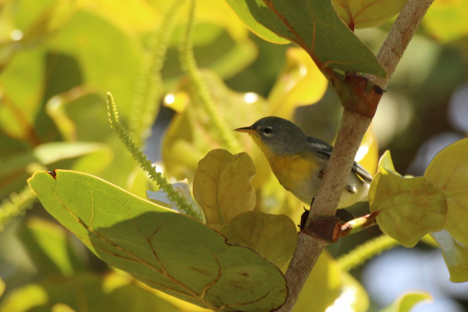 Northern Parula