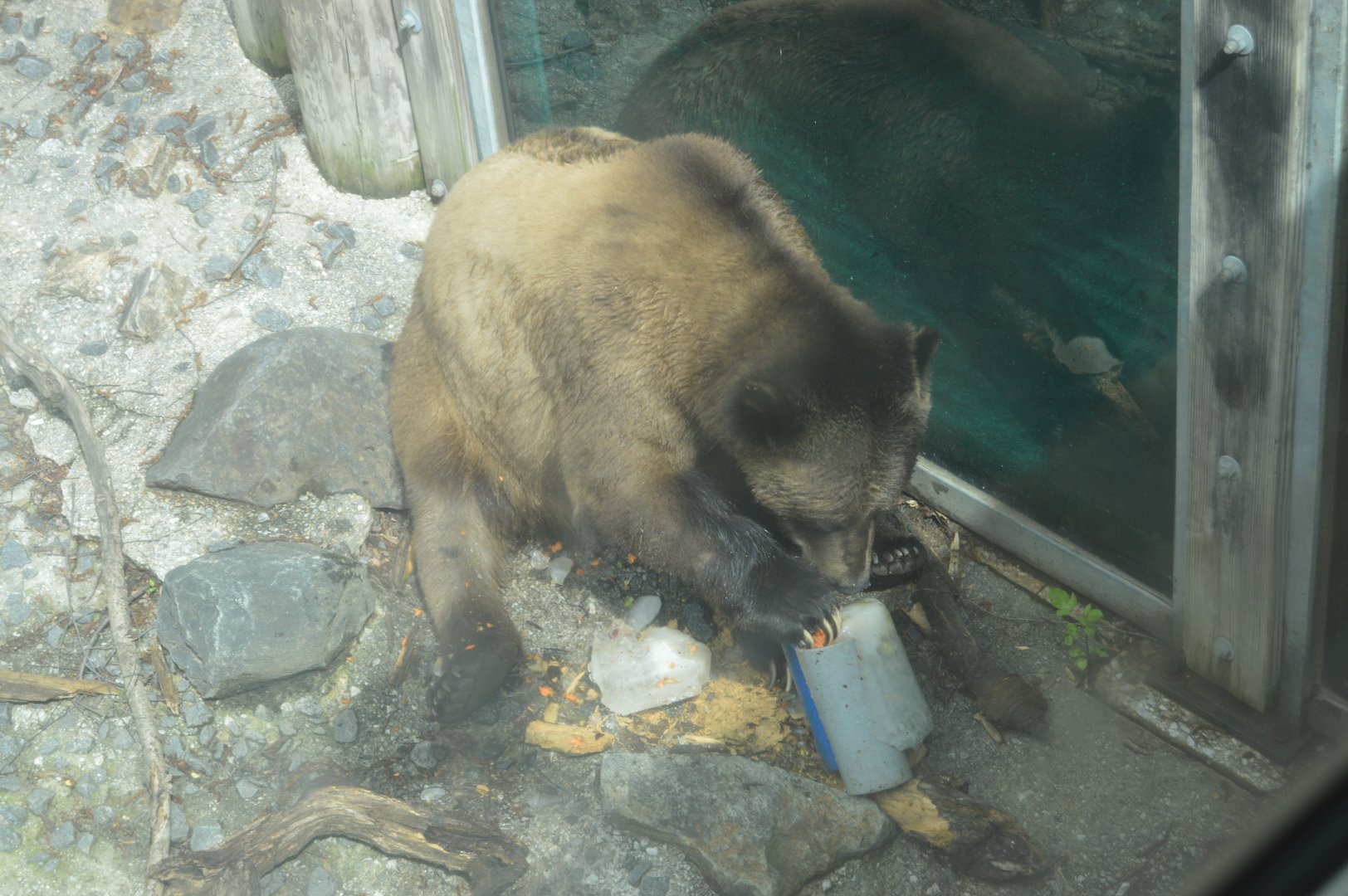 Northern Passage - Grizzly Bear enjoying an ice treat