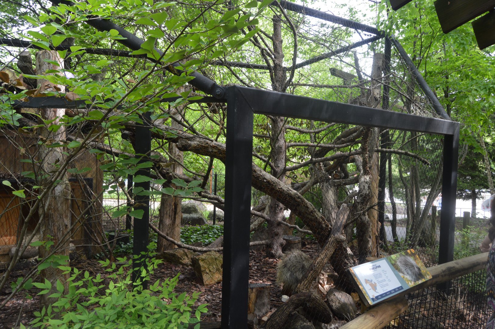 Northern Passage - North American Porcupine Exhibit
