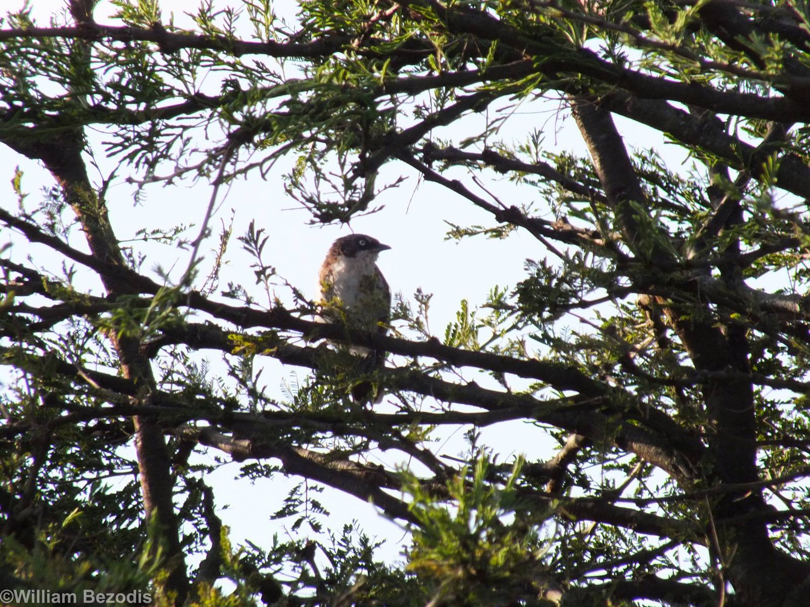 Northern Pied Babbler - Nairobi National Park
