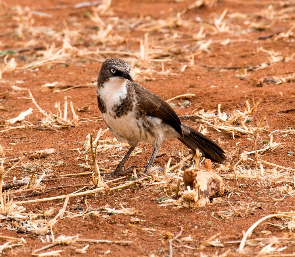 Northern Pied Babbler