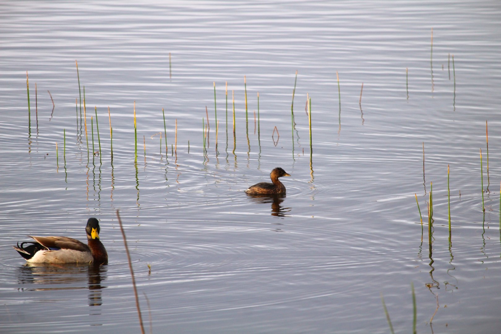 Northern Pied-billed Grebe