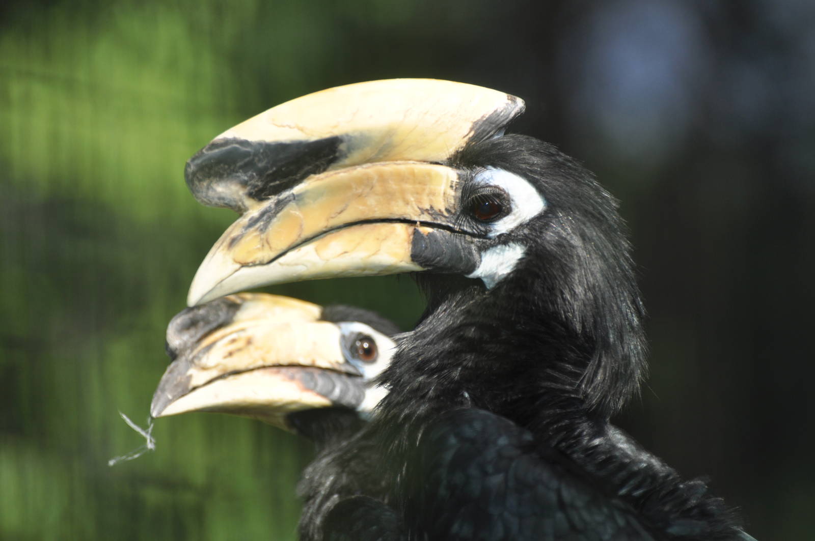 Northern pied hornbill/ Anthracoceros albirostris albirostris