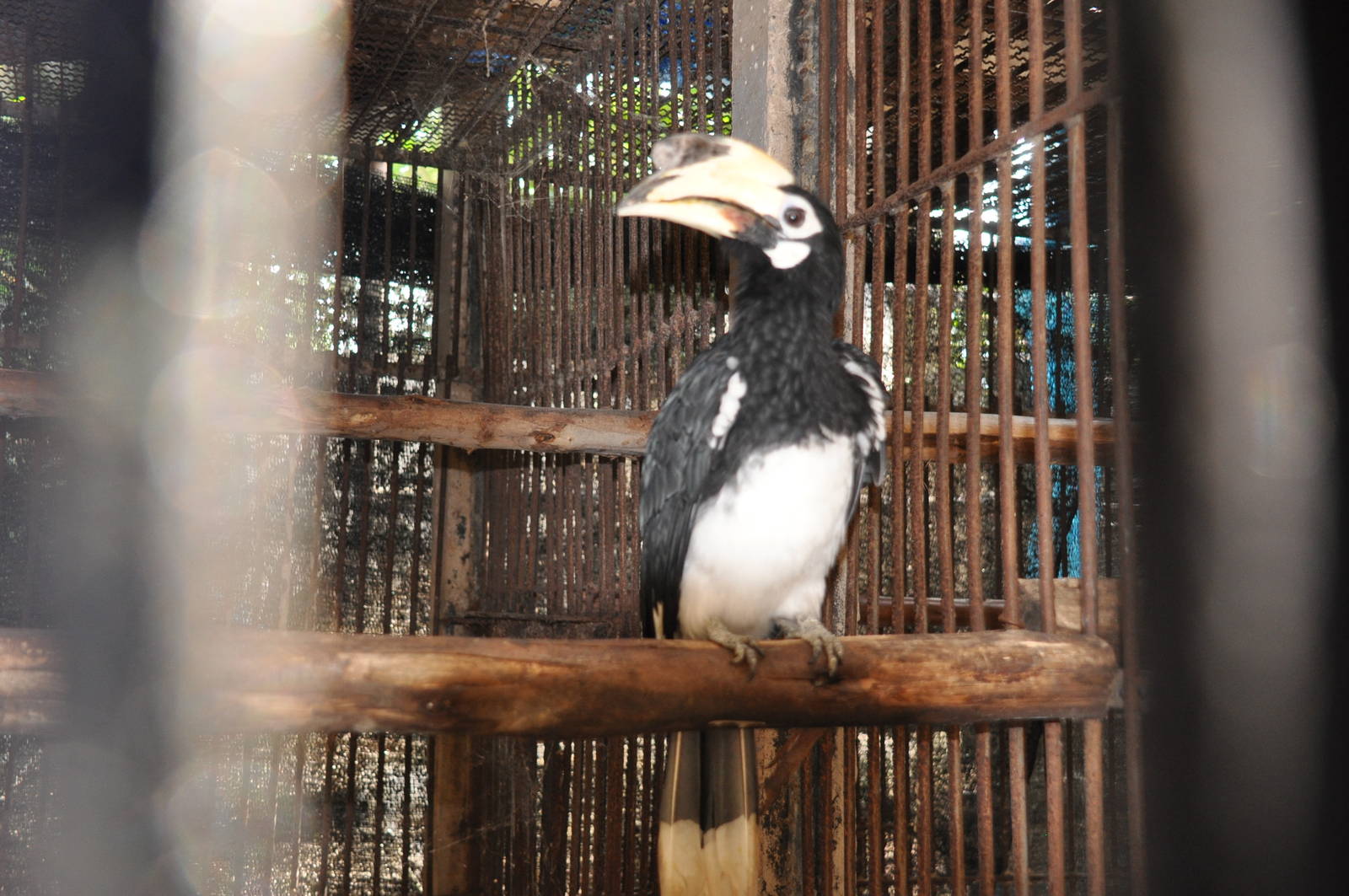 Northern pied hornbill/ Anthracoceros albirostris albirostris