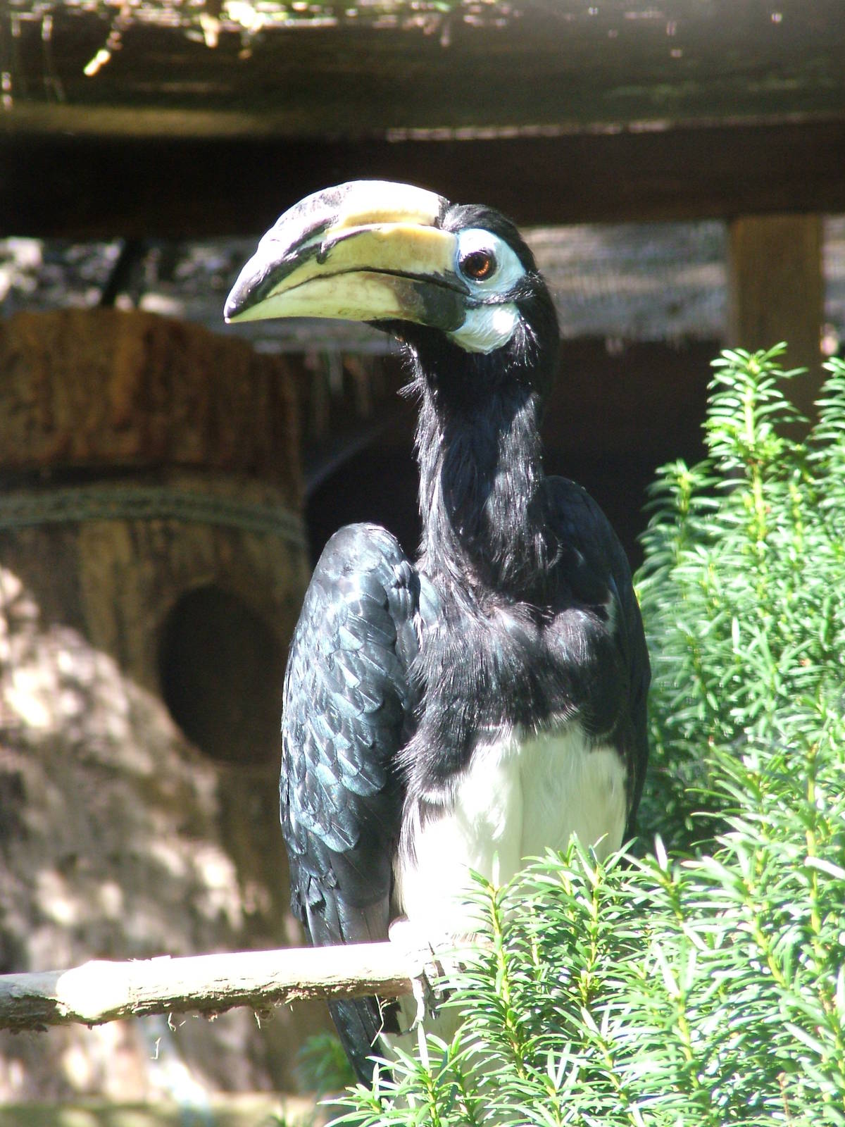 Northern Pied Hornbill at Heppenheim, 05/09/10