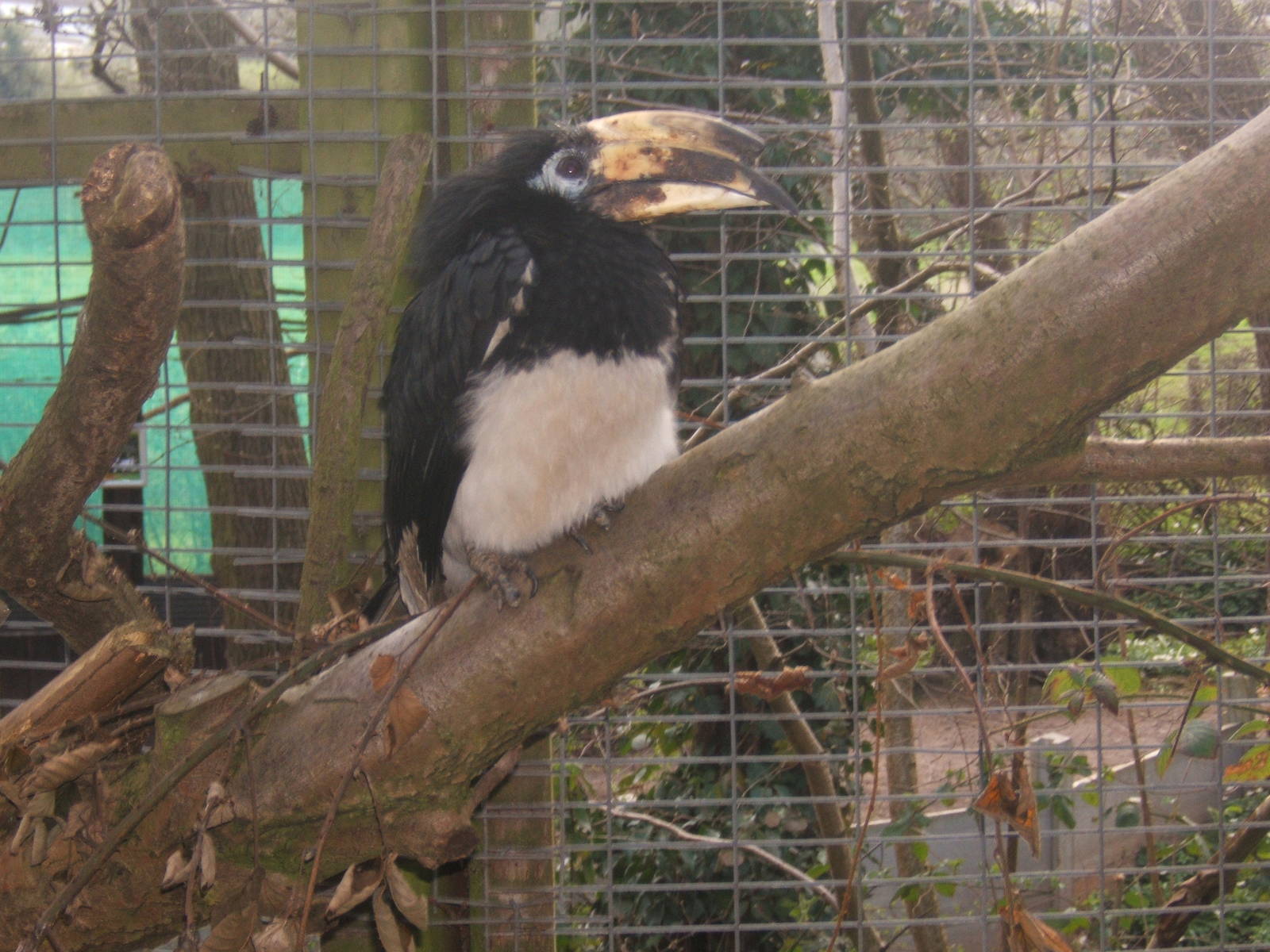 Northern Pied Hornbill