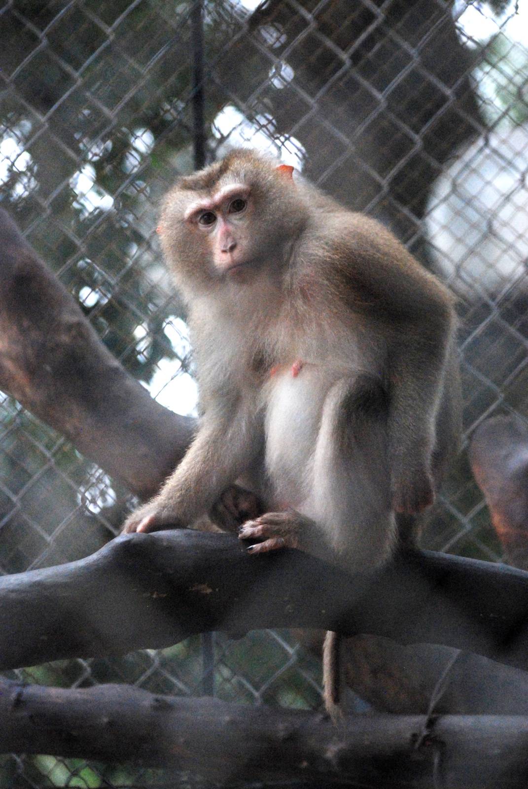 Northern Pig-tailed Macaque at Hanoi Zoo, 15/03/12