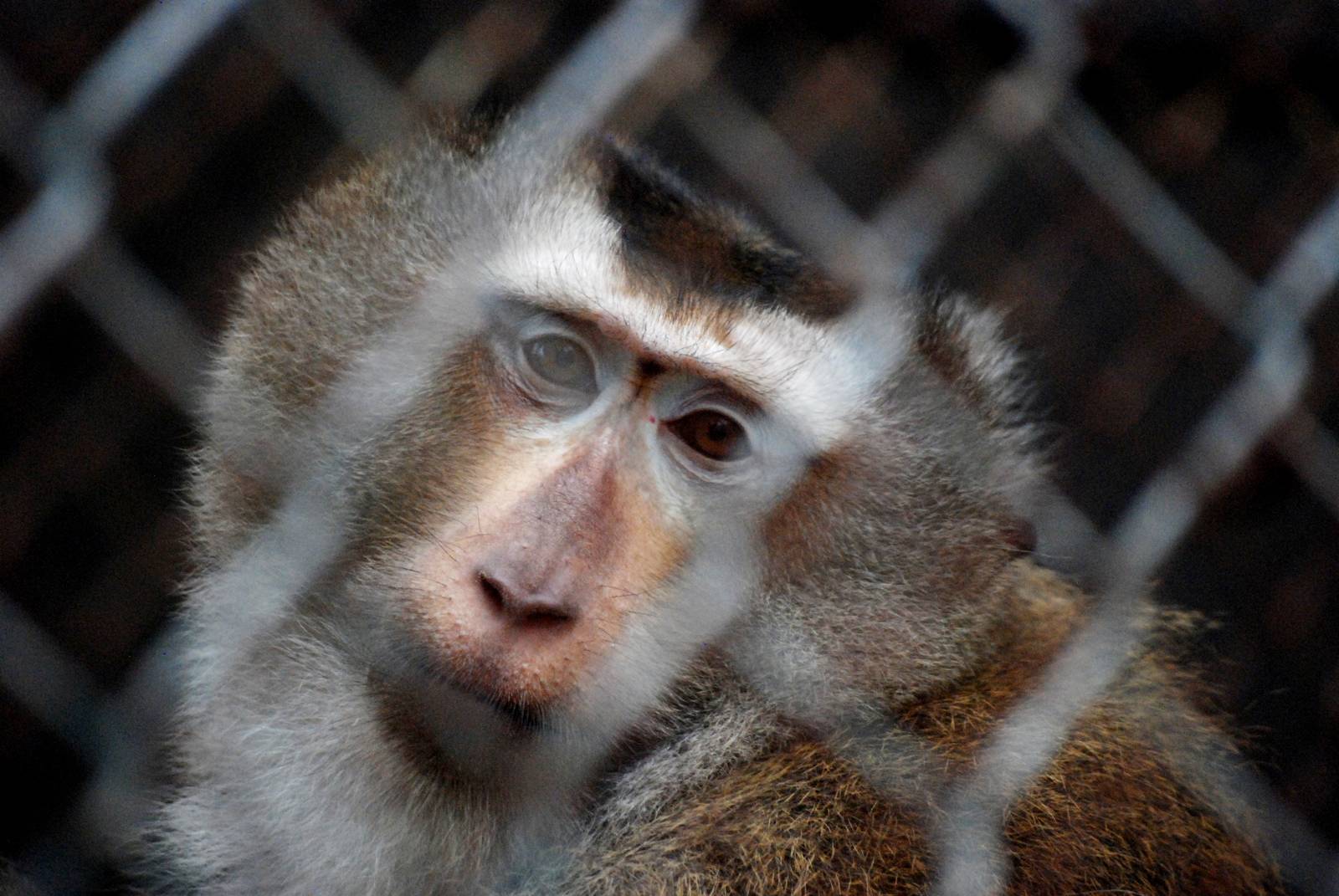 Northern Pig-tailed Macaque at Hanoi Zoo, 15/03/12