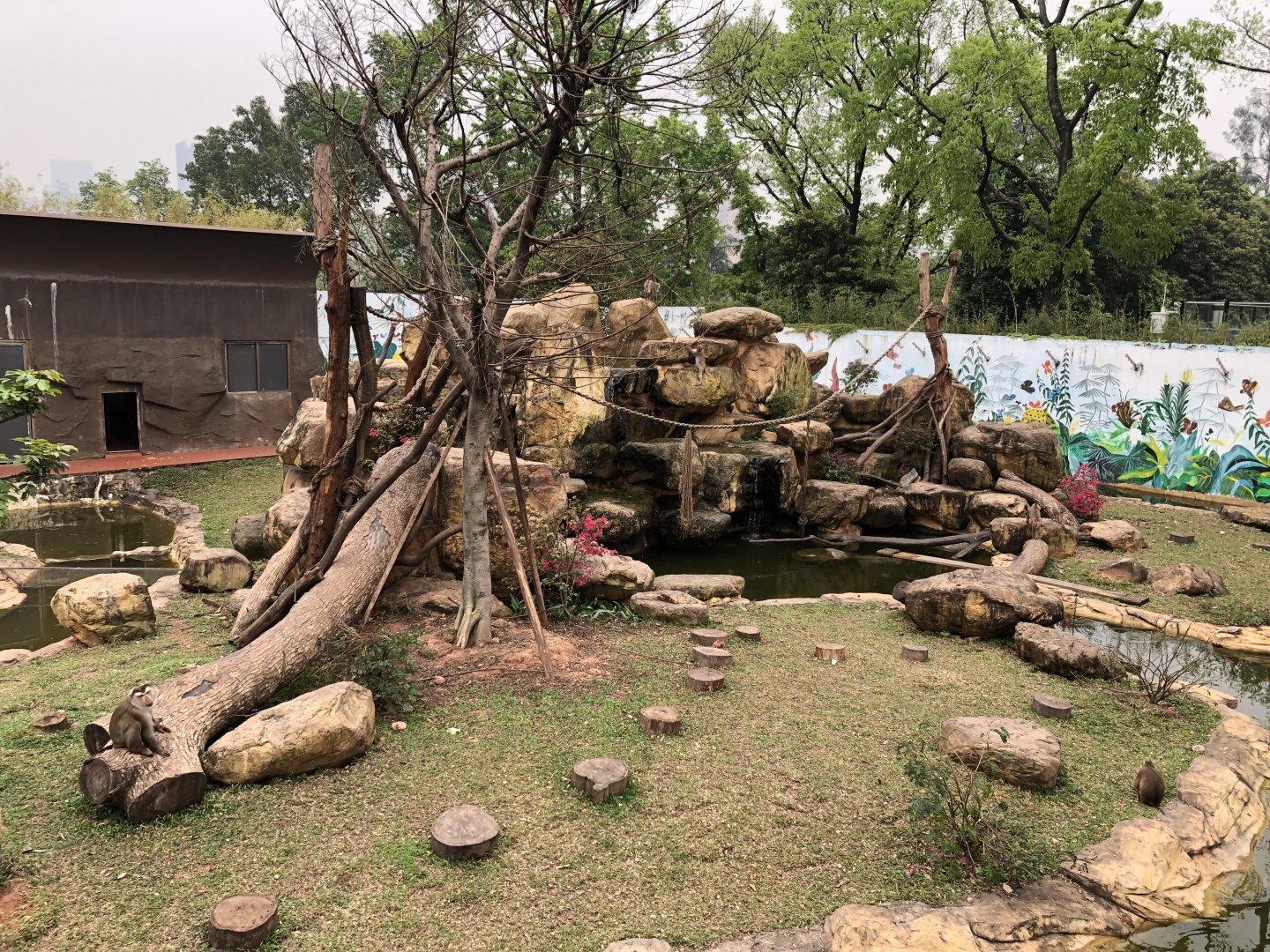 Northern Pig-Tailed Macaque Exhibit