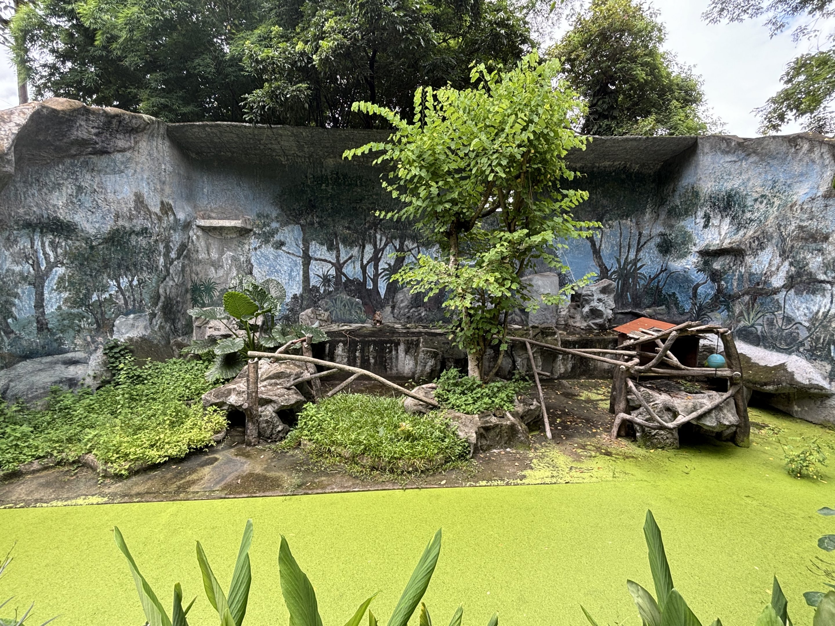 Northern Pig-tailed Macaque Exhibit