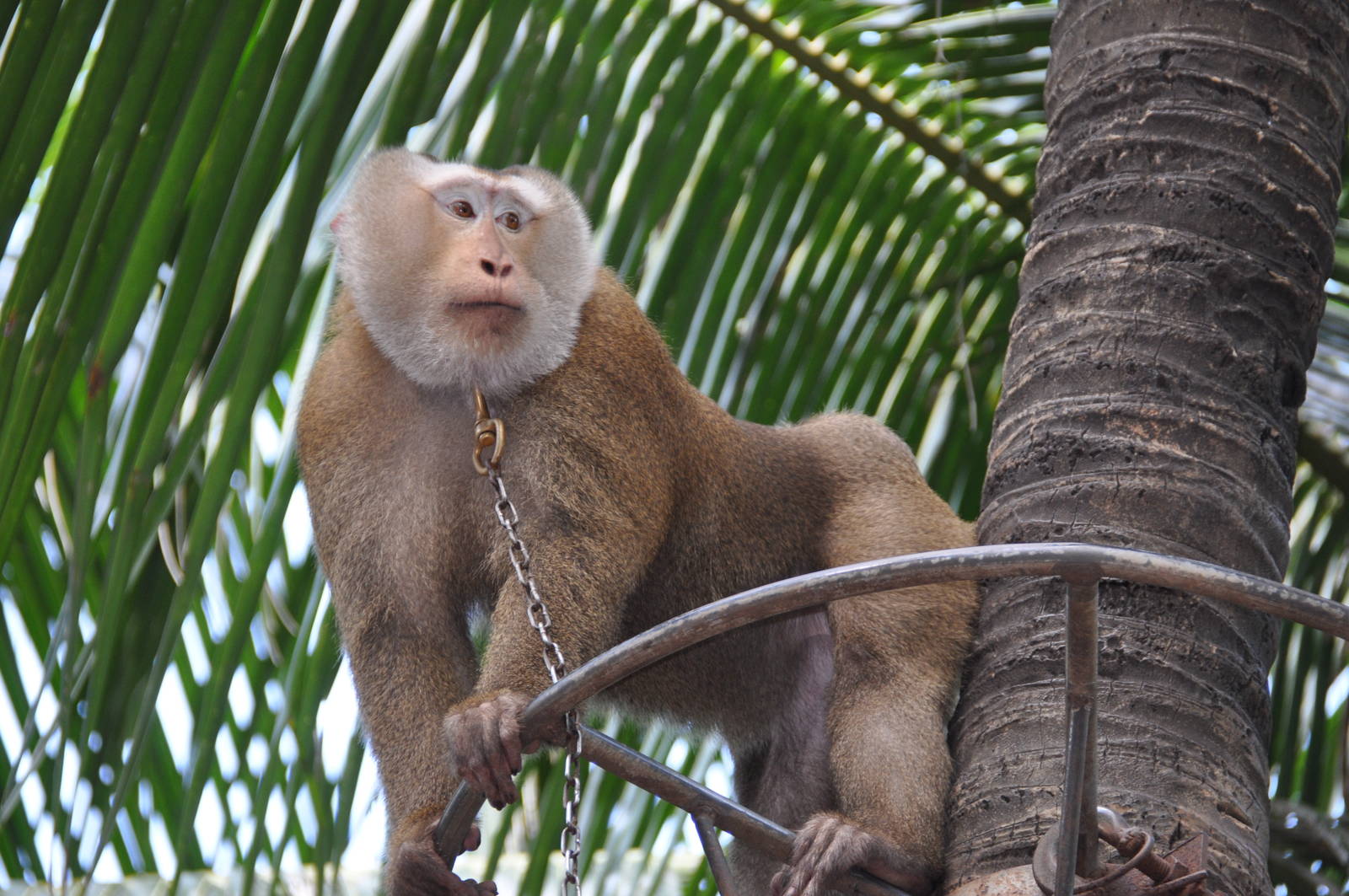 Northern pig-tailed macaque/ Macaca leonina