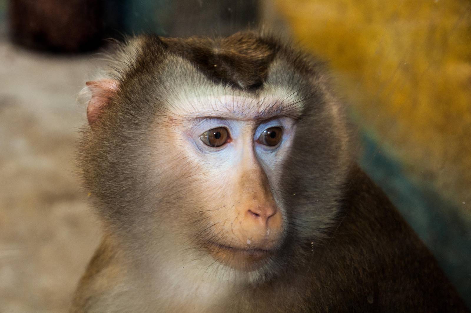 Northern Pig Tailed Macaque - Macaca leonina