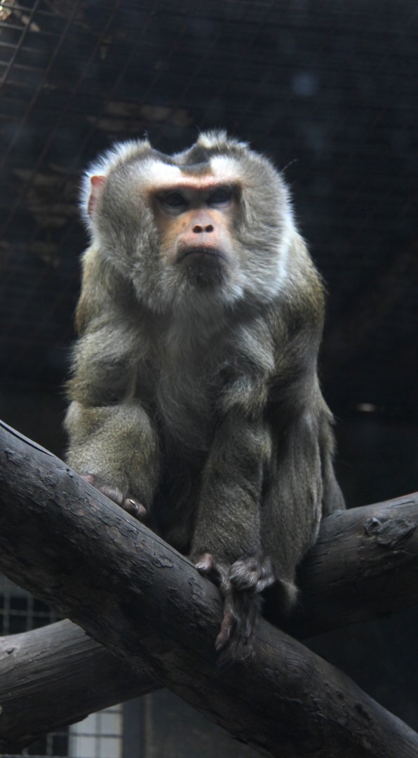 northern pig-tailed macaque (Macaca leonina)