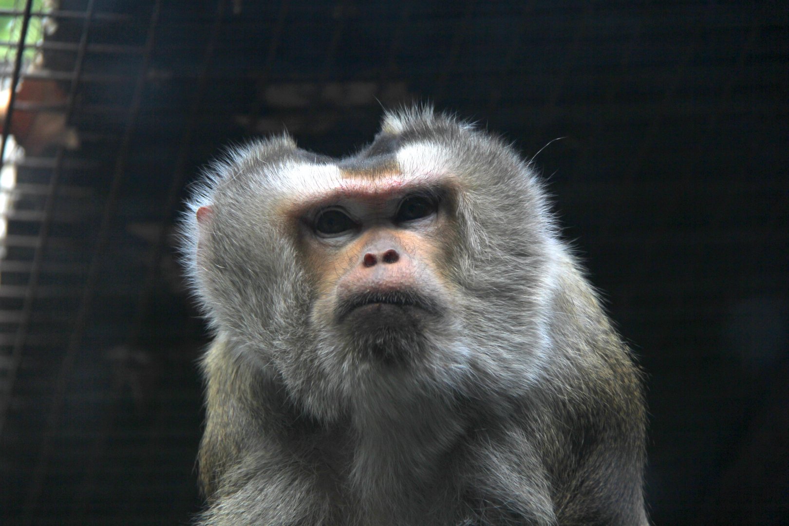 northern pig-tailed macaque (Macaca leonina)