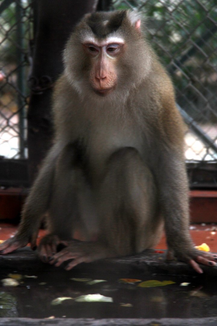 northern pig-tailed macaque (Macaca leonina)