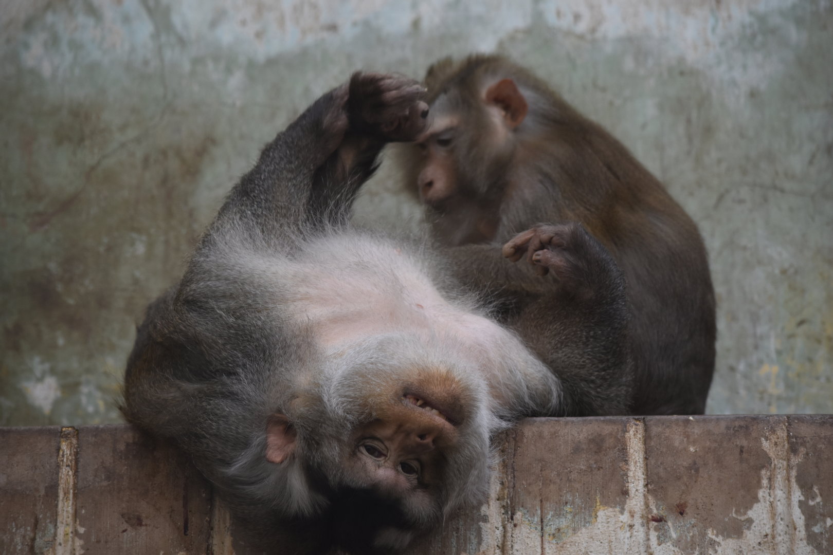 northern pig-tailed macaque (Macaca leonina)
