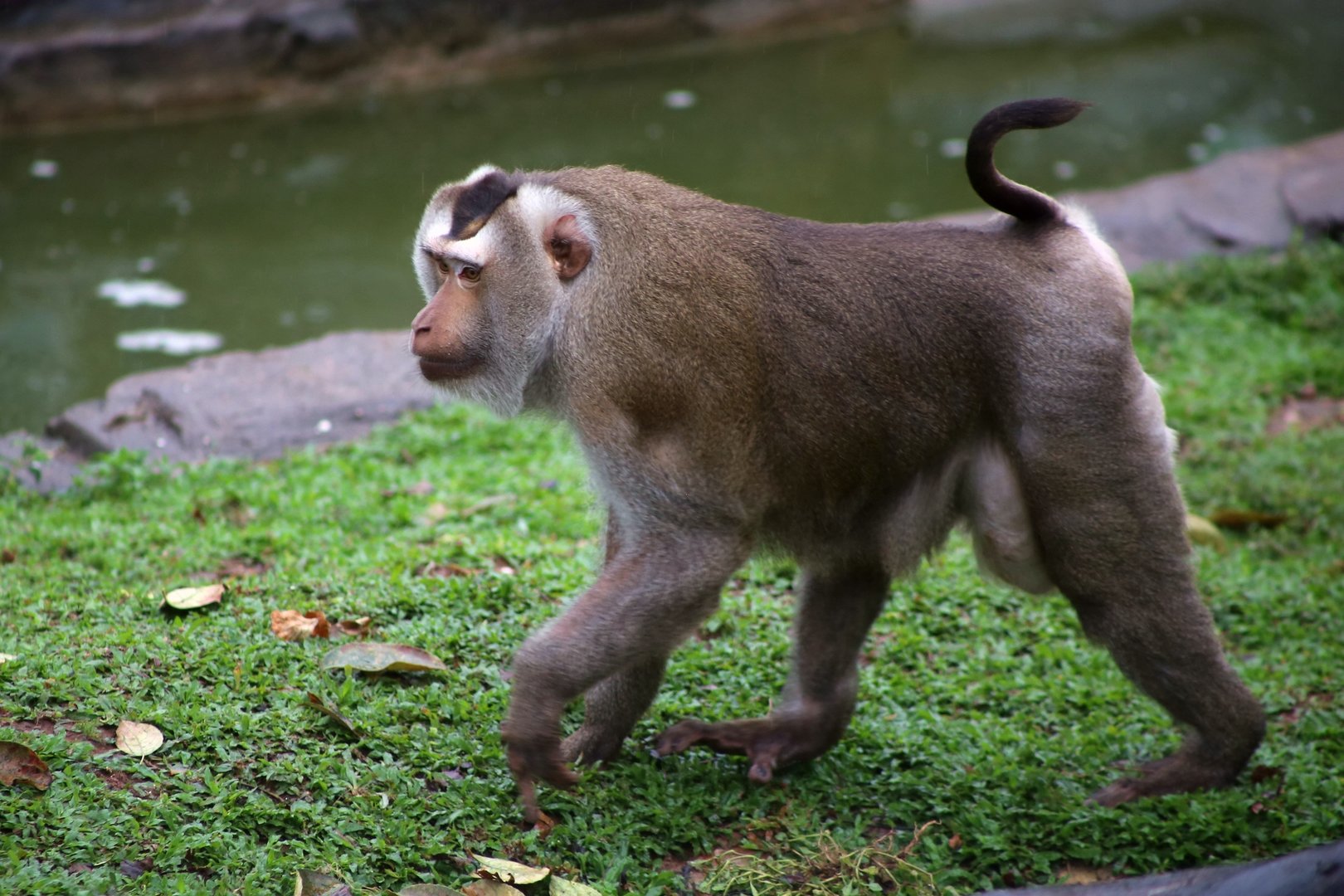 Northern Pig-tailed Macaque (Macaca leonina)