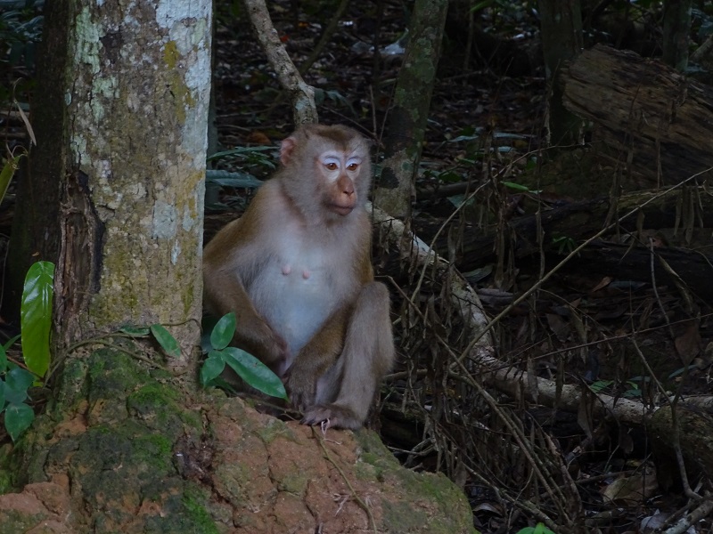 Northern pig-tailed macaque (Macaca leonina)
