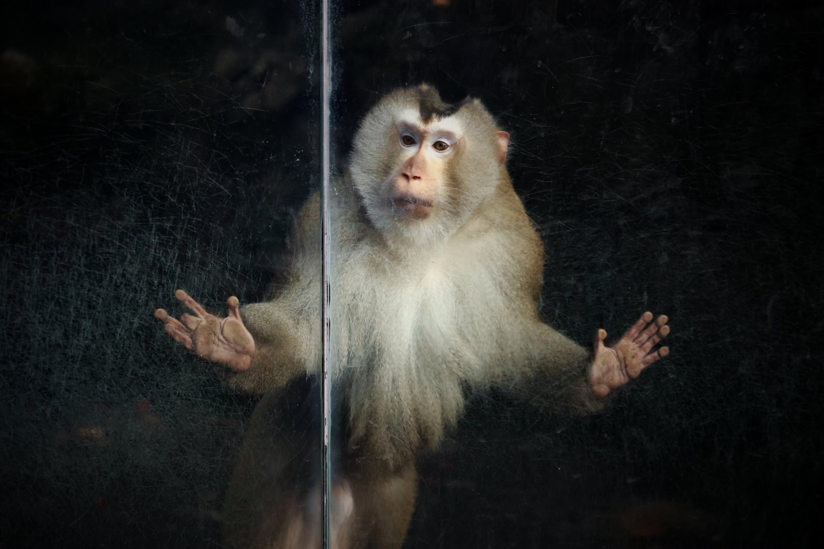 Northern Pig-tailed Macaque (Macaca leonina)