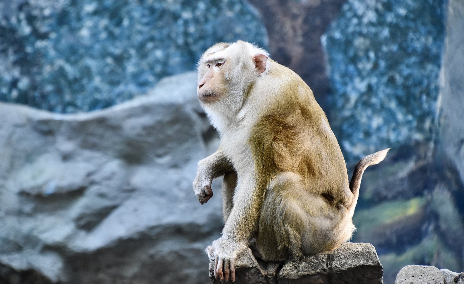 Northern Pig-Tailed Macaque (Macaca leonina)