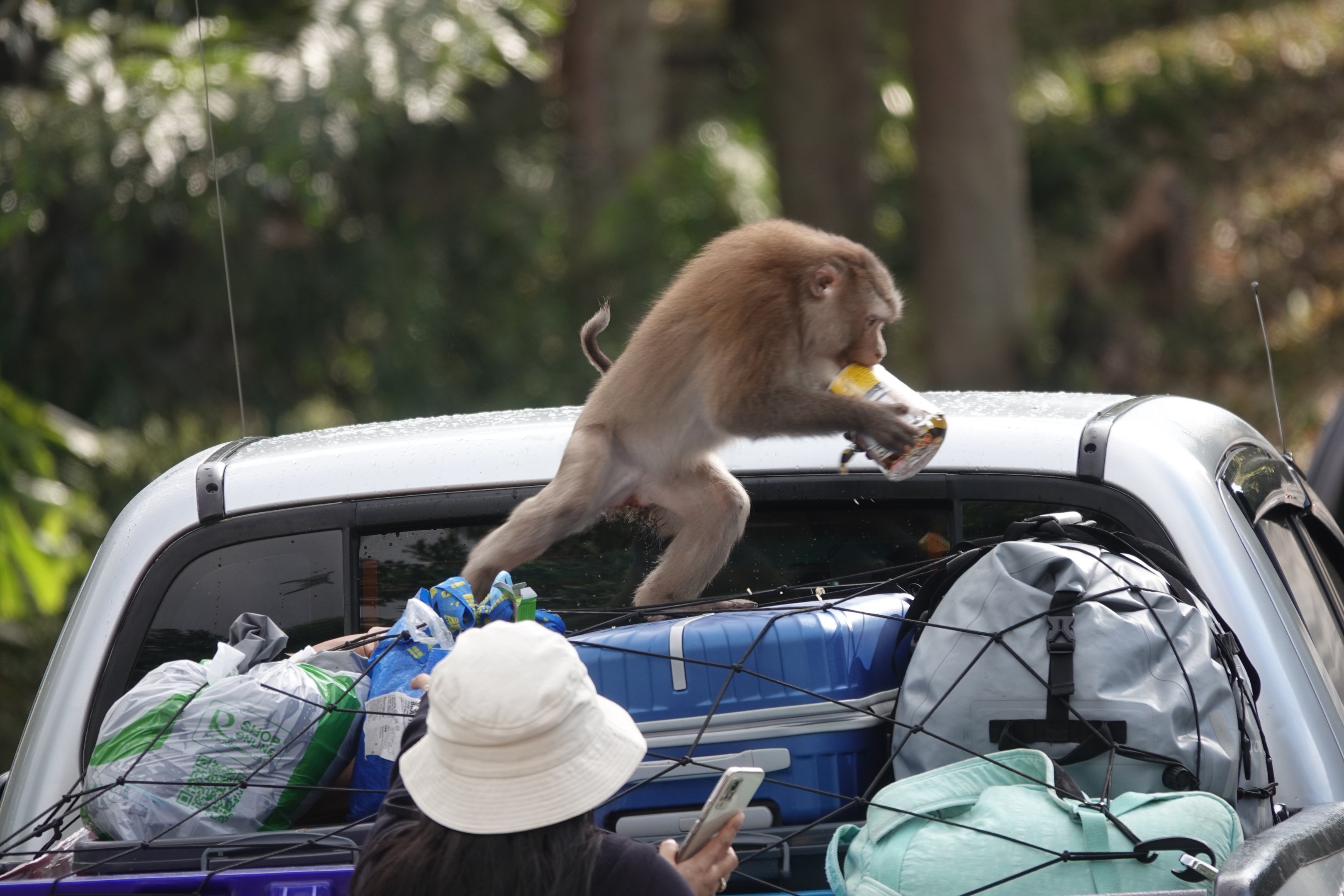 Northern pig-tailed macaque stealing food