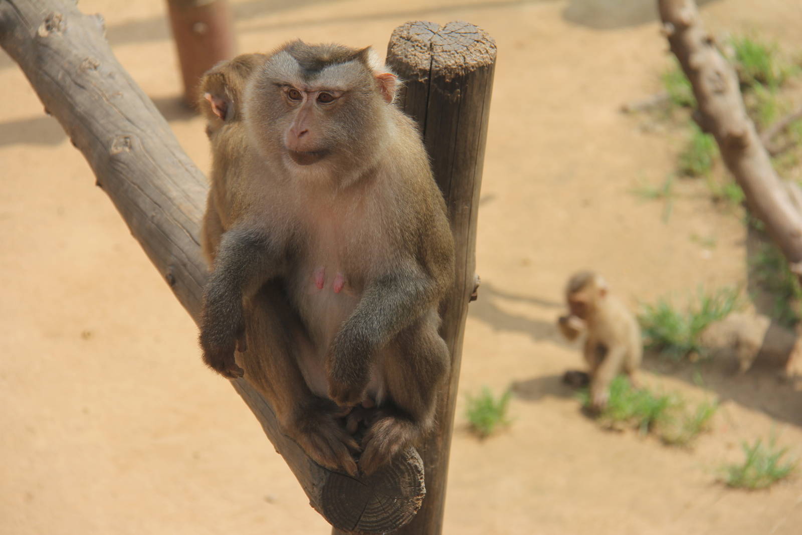 Northern pig-tailed macaque