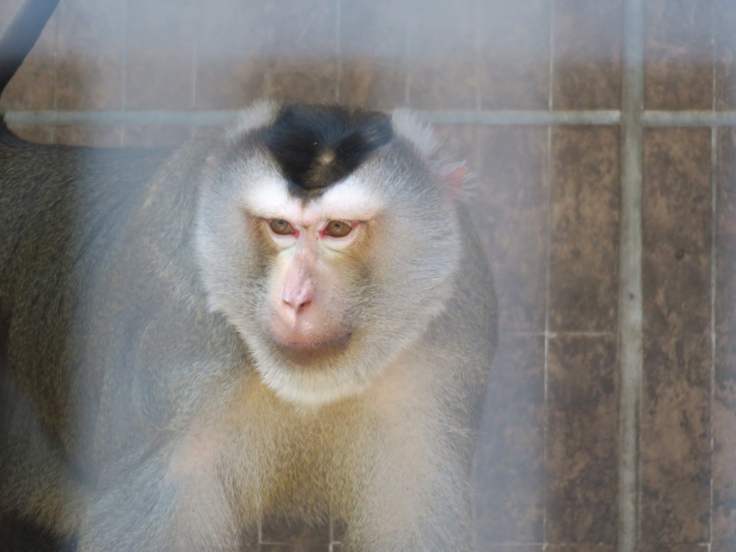 northern pig-tailed macaque
