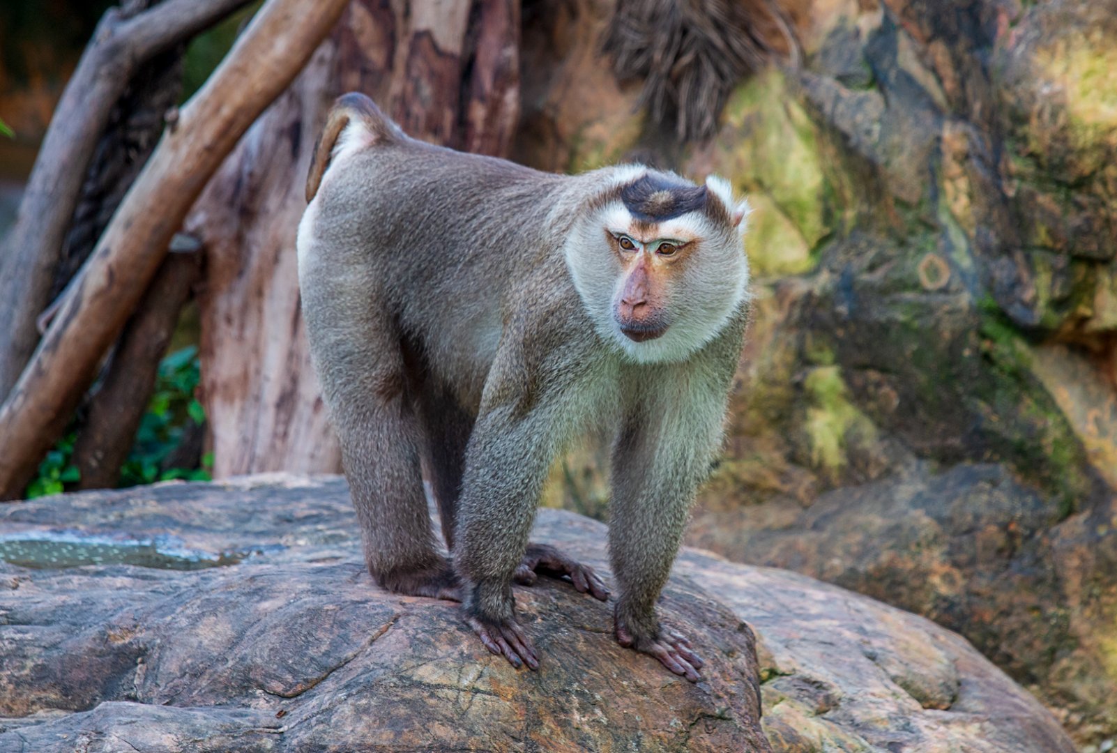 Northern pig-tailed macaque