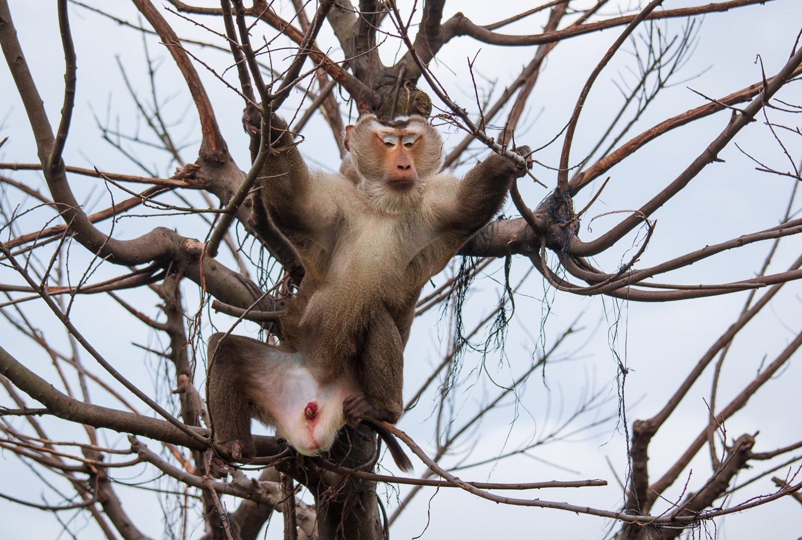 Northern pig-tailed macaque