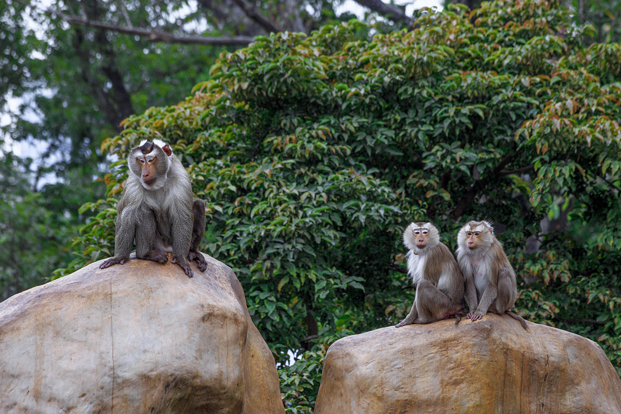 Northern pig-tailed macaque