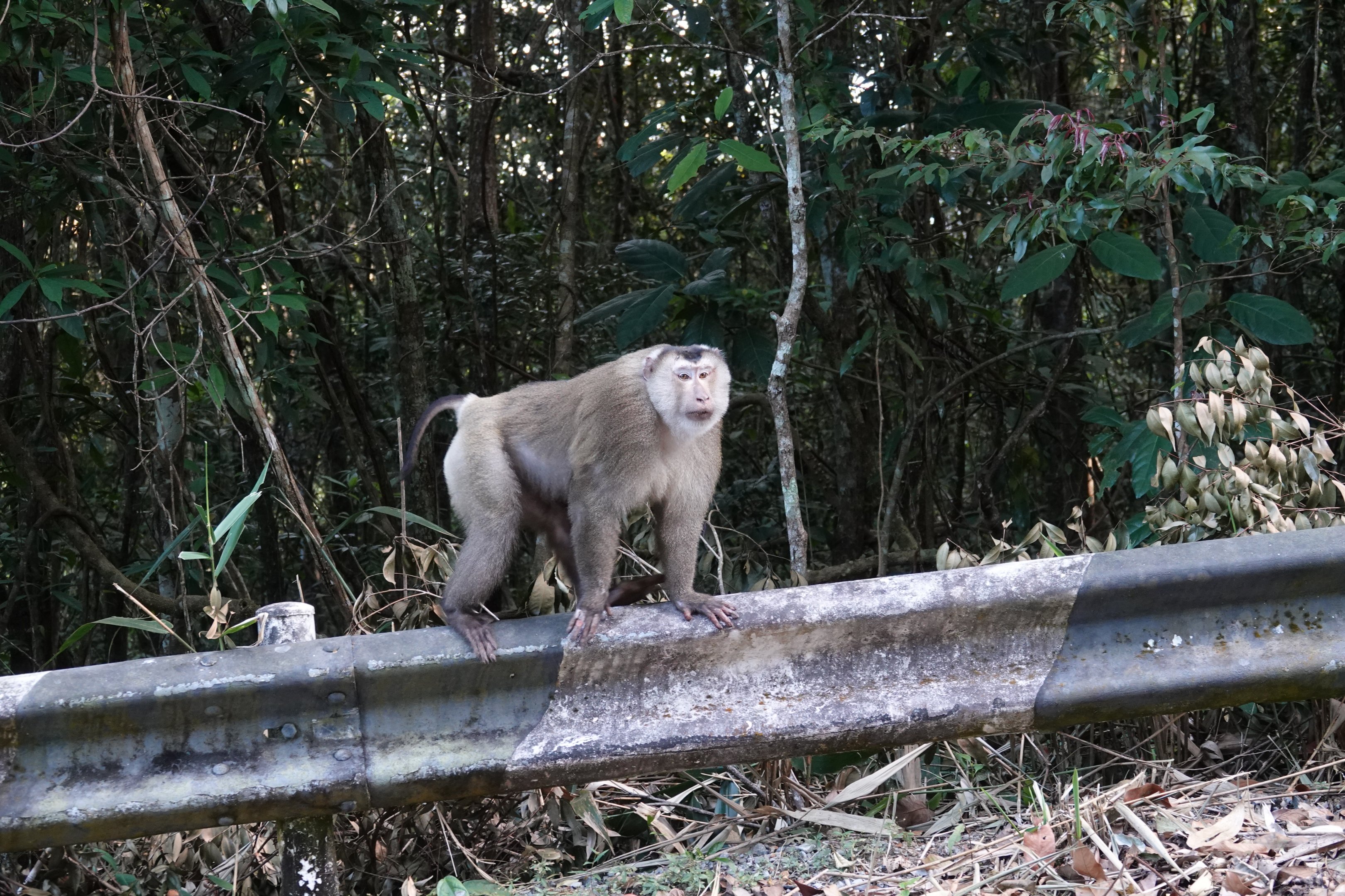 Northern Pig-tailed Macaque