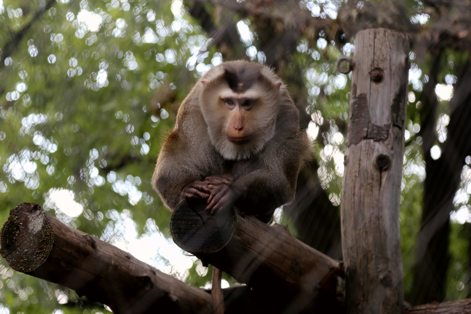 Northern Pig-tailed Macaque