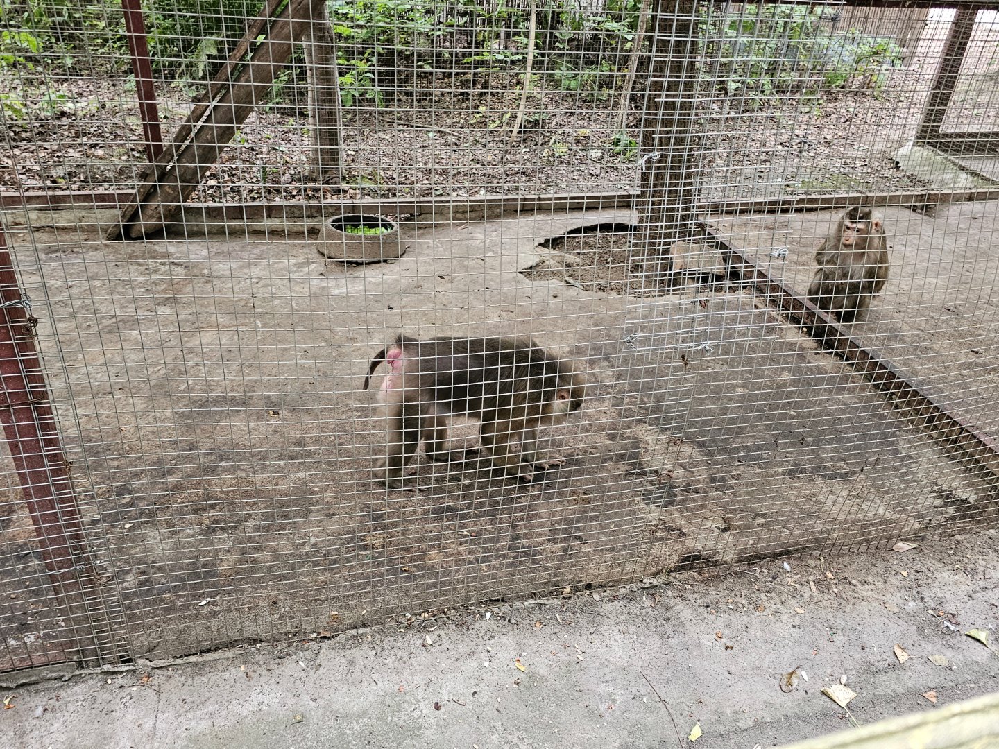 Northern pig-tailed macaques